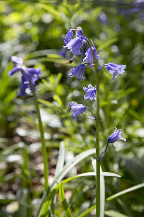 A Close Up Of Bluebell Flowers In Springtime Stock Image Image Of
