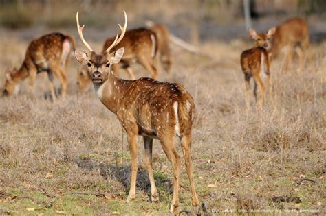 Inland Hunting Properties Hunting Chital Deer