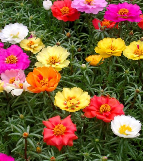 18 Best Flowering Ground Cover Plants Balcony Garden Web
