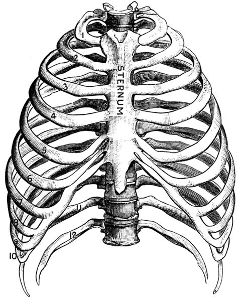Thorax Clipart Etc Human Skeleton Rib Cage Drawing Human Ribs