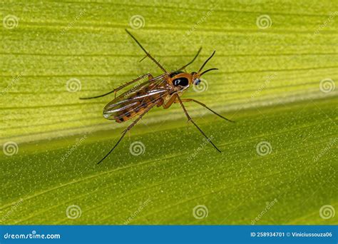 Adult Fungus Gnat Stock Image Image Of Leiinae Arthropoda 258934701