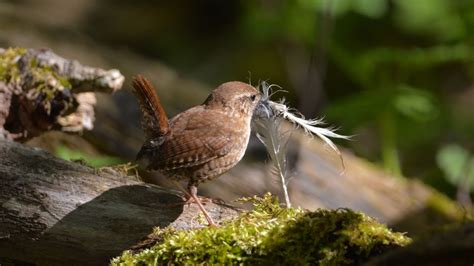 Learn About A House Wrens Nest Eggs And Mating Rituals