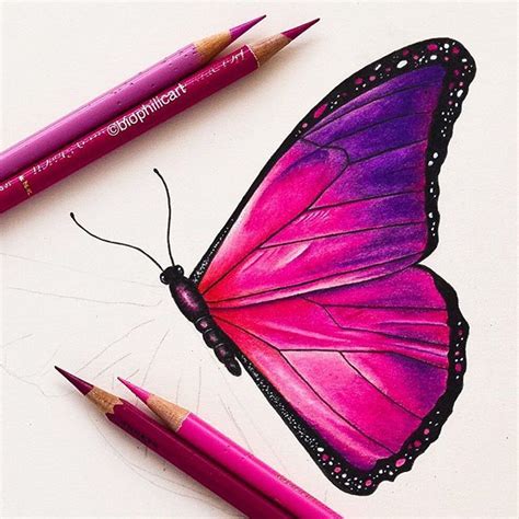 “Pink Butterfly | Butterfly art drawing, Prismacolor art, Art drawings