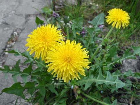 Narcisi giallo piccoli fiori giardino. In nome dei fiori: Tarassaco comune: da fiori gialli a soffioni