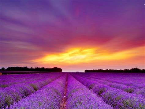Lavender Field Purple Sunset Wallpapers Lavender Fields Purple