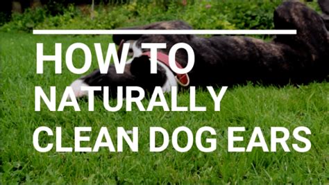 How To Naturally Clean Dog Ears With Apple Cider Vinegar All Natural