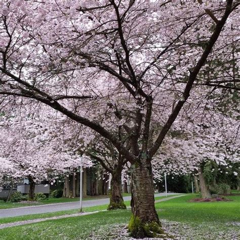 Prunus X Yedoensis Akebono ~ Akebono Flowering Cherry Kings Sunset