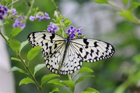 【奈良】橿原市昆虫館で、蝶のはばたきを眺めよう! - 連載JP