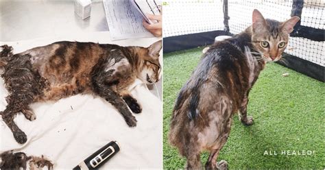Spca Rescues And Cleans Up Injured Cat Stuck In Glue Trap Mothershipsg