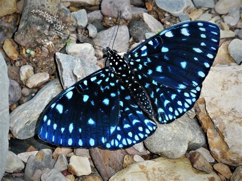Hamadryas Laodamia Id Peter Møllmann Most Beautiful Butterfly