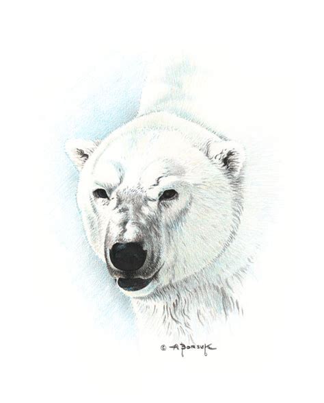 A Polar Bear Portrait By Citizenolek On Deviantart