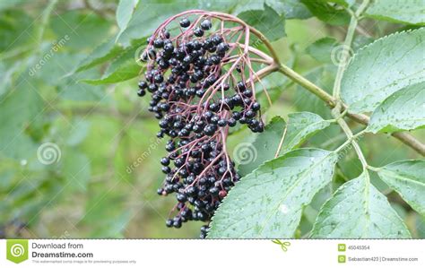 Elderberry Stock Photo Image Of Flora Berry Rainy 45045354