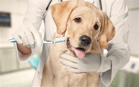 Get an instant online quote. Guide to dental insurance for your pet | LV=