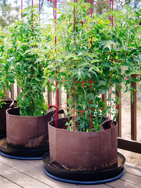 How To Grow Tomatoes In Pots—even Without A Garden Tomato Container