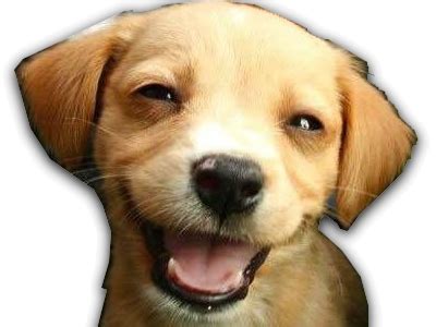Tout cela nous fait sourire et parfois rire complètement. Sticker de Florian sur chien toutou sourire content ...