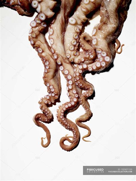 Fresh Raw Octopus — Tentacles Copy Space Stock Photo 152921120