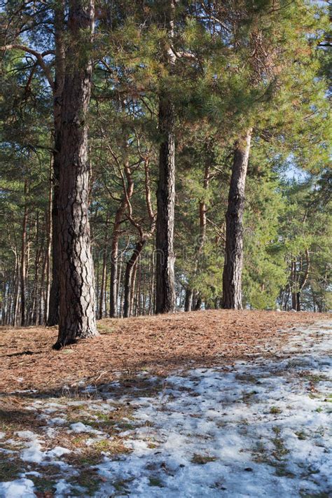 Melting Snow On Clearing In Pine Forest At Early Spring Stock Image
