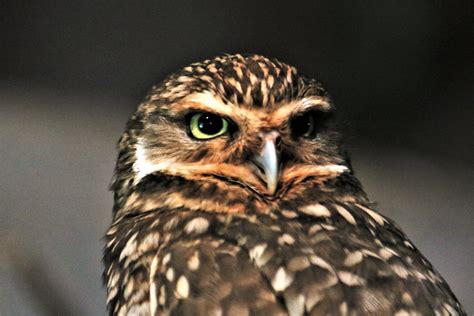 Burrowing Owl Close Up Portrait Free Stock Photo Public Domain Pictures