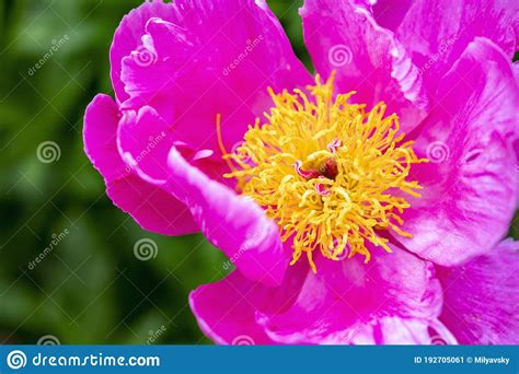 Close Up Fuchsia Peony Flower Bloom Stock Image Image Of Breath
