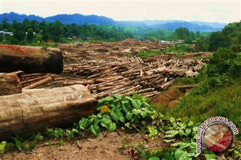 Lawan Deforestasi Dengan Reboisasi Antara News Kalimantan Timur