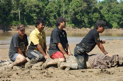 Learn more about the story of sabah's wildlife rescue unit and its conservation efforts in sabah. With the Wildlife Rescue Unit (WRU) - Danau Girang Field ...