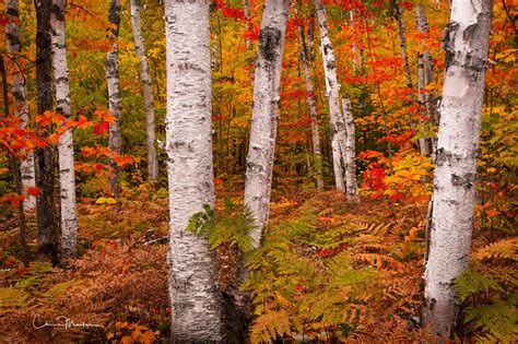 Forest From The Trees White Birch Forest Michigan Chris Marler