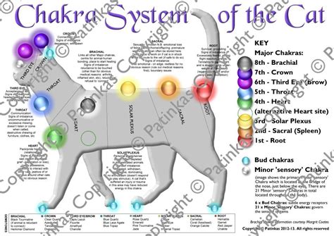 Chakra System Of The Cat Animal Reiki Chakra Reiki