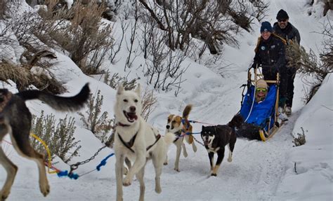 Leading The Pack Rescue Dogs Get Second Chance As Sled Dogs Kuer