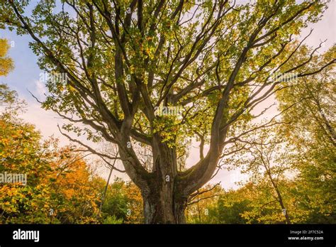 The Trunk Of Old Oak Tree Evening Light Stock Photo Alamy