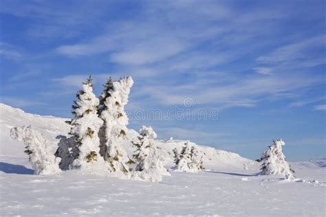 Frozen Trees In A Snowy Winter Landscape In Trysil Norway Stock Photo