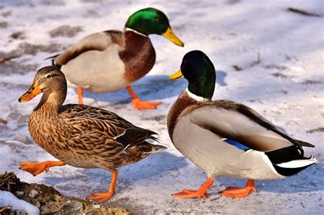12 Best Cold Weather Duck Breeds With Pictures Pet Keen
