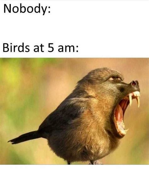 Natural Alarm Clock Funny Animal Memes Animal Memes Memes