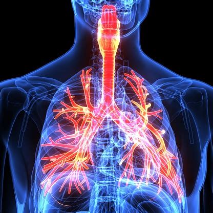 However, there is no universally standard definition of what constitutes an organ, and some tissue groups' status as one is debated. 3d Illustration Human Body Respiratory Systemhuman Body ...