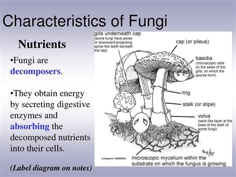 Ppt Characteristics Of Fungi Powerpoint Presentation Free Download