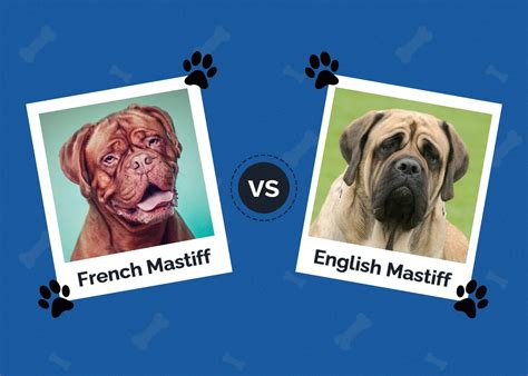 French Mastiff Vs English Mastiff The Differences With Pictures Hepper