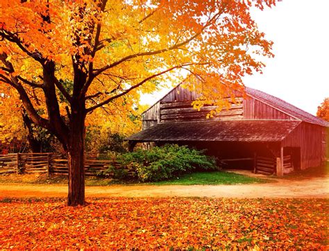 Fall Autumn Leaves Colorful Barn Rustic Country Tree Landscape