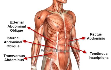 The large number of muscles in the body and unfamiliar words can make learning the names of the muscles in the body seem daunting, but on the anterior and posterior views of the muscular system above, superficial muscles (those at the surface) are shown on the right side of the body. PEKeller: Muscles Used in Trunk Lift