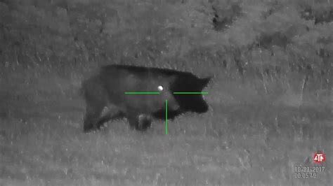 Night Vision Hog Hunting Texas With The Atn X Sight Ii Youtube