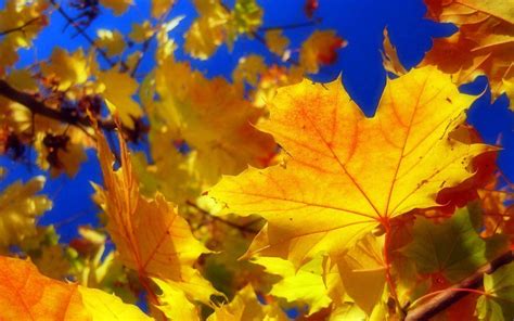 Autumn Leaf Wallpapers Wallpaper Cave