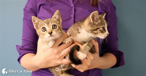 Get Help And Advice For Cats And Kittens Alley Cat Allies