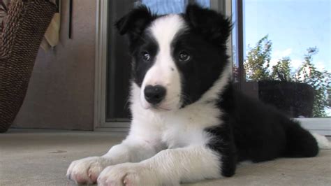Border collie puppies for sale. Border Collie Puppy | Cooper at 10 weeks - YouTube
