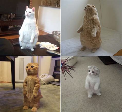 Cute Standing Cats 16 Photos Funcage