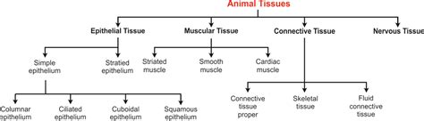 Different Types Of Tissues In Plants And Animals Teethwalls