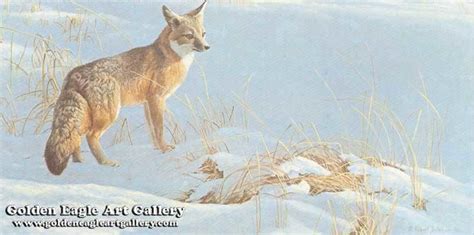 Swift Fox Golden Eagle Art Gallery