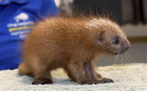 Images Of Baby Porcupines Babbiesjulc