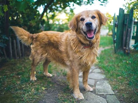 Golden Retriever Corgi Mix A Unique Designer Dog My Dogs Name
