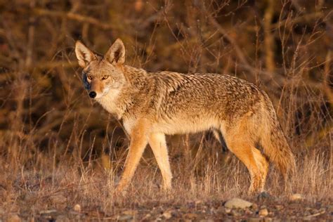 10 Cool Facts About Coyotes