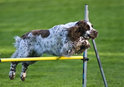 Agility Training for Dogs: Benefits and Starting Tips | Natural Dog Owner