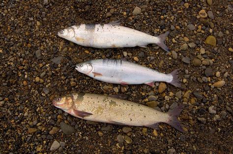 Three Different Types Of Arctic Fish Photograph By Steven J Kazlowski