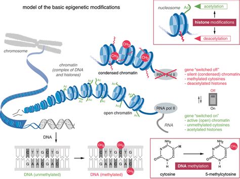 Epigenetic Modifications Of Chromatin By Dna Methylation And Histone
